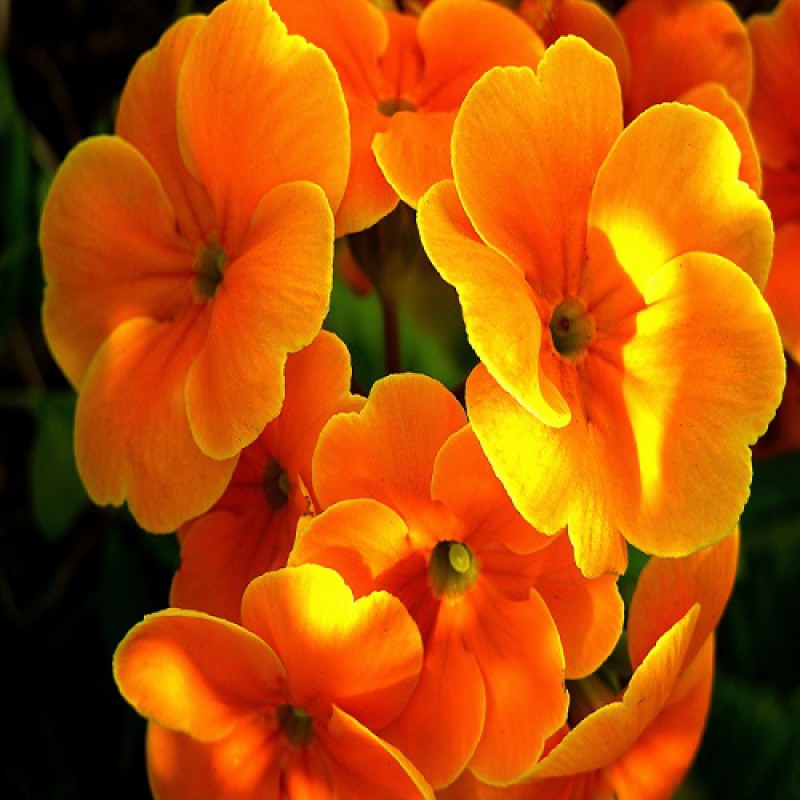 EVENING PRIMROSE OIL - TINH DẦU HOA ANH THẢO ÚC
