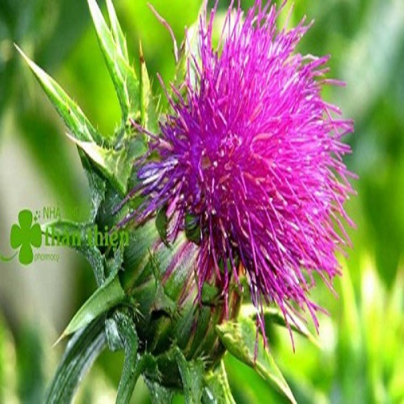 Healthy Care LIVER DETOX - GIẢI ĐỘC GAN ÚC