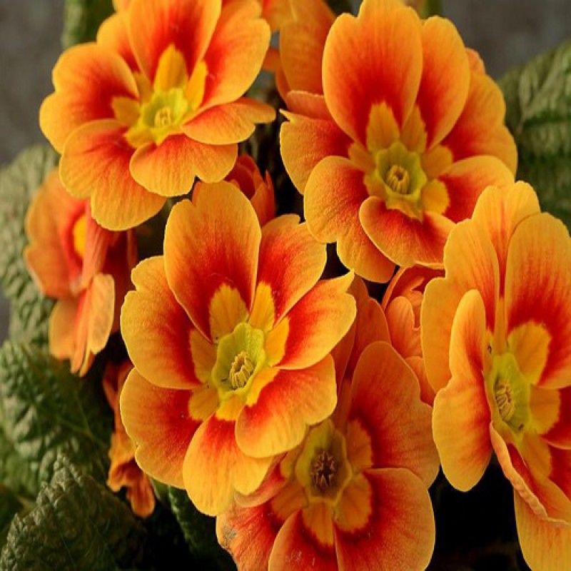 EVENING PRIMROSE OIL - TINH DẦU HOA ANH THẢO ÚC