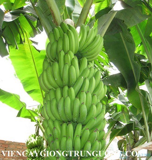 Chuối Xanh Tại Cây