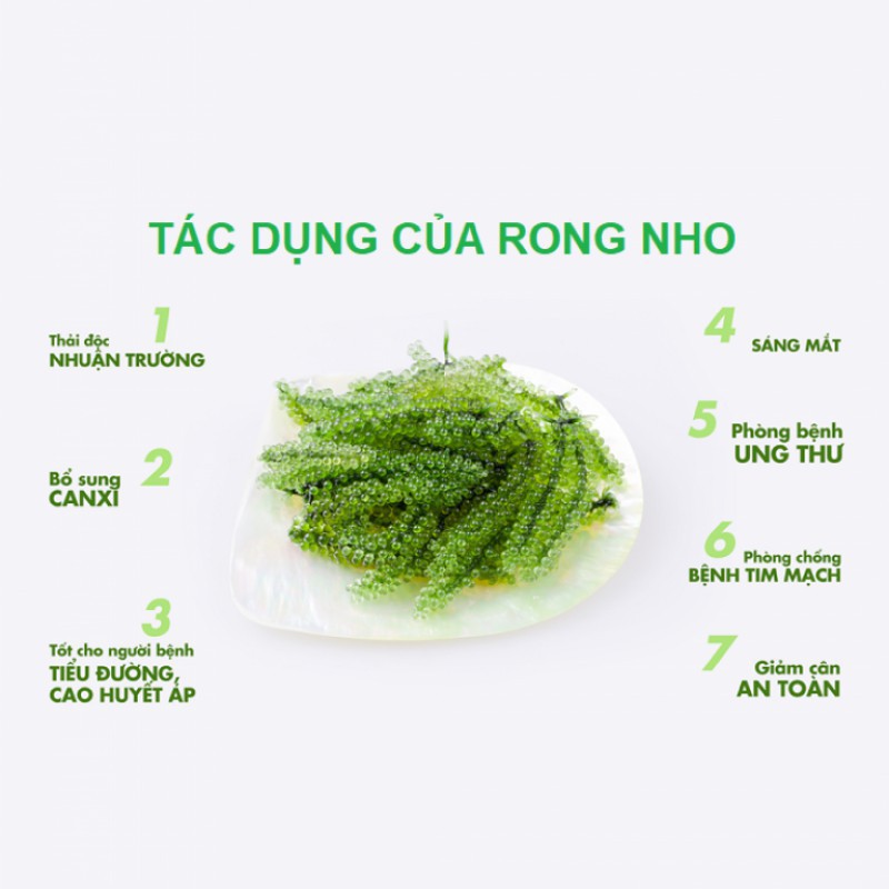 Sỉ Rong Nho Biển