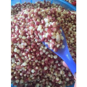 NGÔ NẾP BUNG  ĐIỆN BIÊN ???