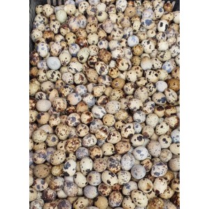 Trứng chim cút (100 quả)