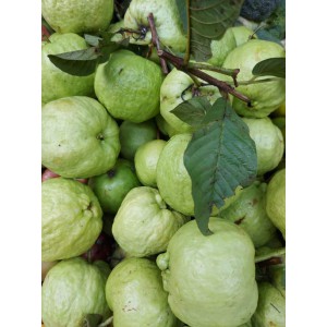 Ổi Nữ Hoàng