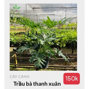 Cây trầu bà thành xuân