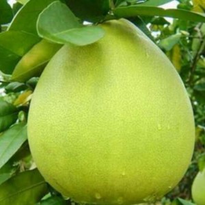 Bưởi Năm Roi
