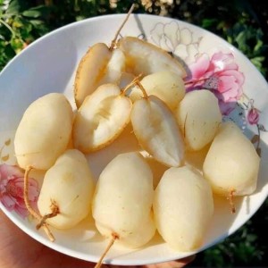 CỦ LÙN ĐẶC SẢN SÓC TRĂNG