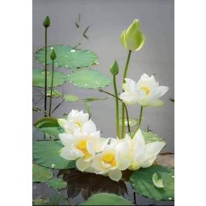 Kỹ thuật an toàn trong kinh doanh khí