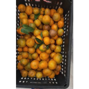 COM BO QUÝT THÁI + TRỨNG GÀ ĐEN + SỮA