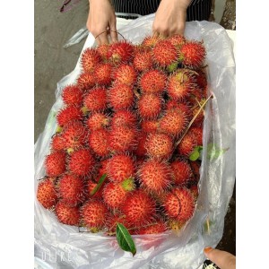 CHÔM CHÔM XUẤT KHẨU