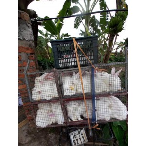 THỊT THỎ ĐỦ MÓN