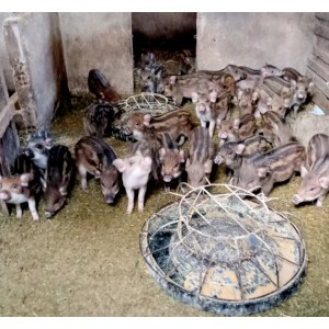 Heo sọc dưa
