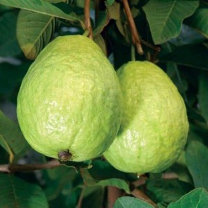 ỔI LÊ