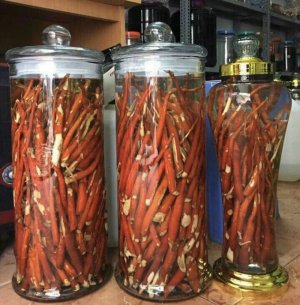 Sâm Cau Đỏ Tây Bắc