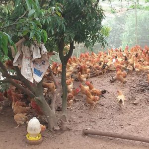 GÀ BẢN SƠN LA (COM BO ĐÀN 100 CON = 180KG)