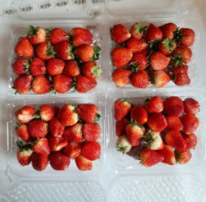 DÂU TÂY SƠN LA (SIZE NHỠ)