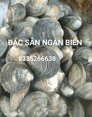 ĐẶC SẢN NGÁN BIỂN