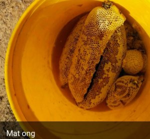 Mật ong