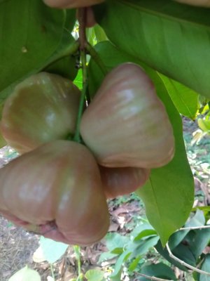 MẬN ĐÁ
