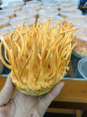 ĐÔNG TRÙNG HẠ THẢO (CORDYCEPS MILITARIS) TƯƠI