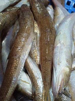 CÁ MỐI BỎ ĐẦU, LÀM SẠCH