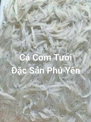 ??CÁ CƠM TƯƠI??
