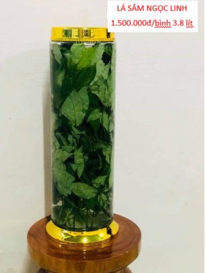 RƯỢU LÁ SÂM NGỌC LINH