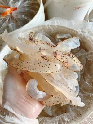 SỨA BIỂN TƯƠI