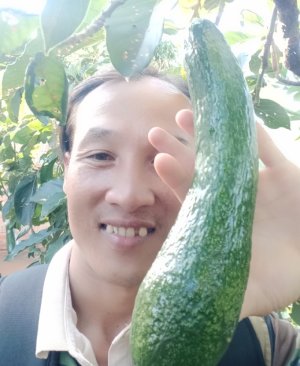 Bơ nhà thành