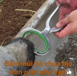Kìm Bấm mỹ cho trâu bò