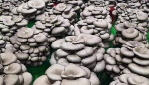 Nấm Bào ngư 1000gr