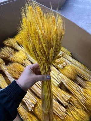 Hoa lúa mạch