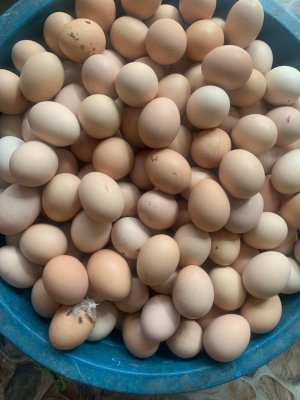 TRỨNG GÀ TA, TRỨNG VỊT