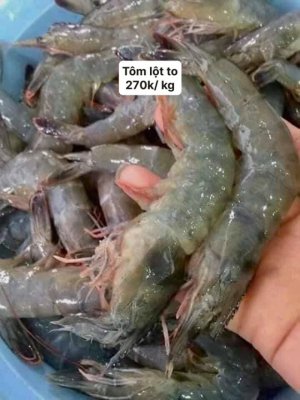 TÔM LỘT TO