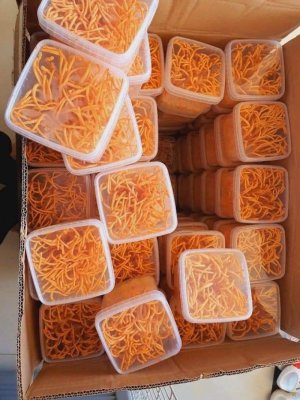 ĐÔNG TRÙNG HẠ THẢO