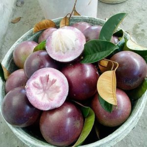 VÚ SỬA TÍM