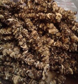 NẤM HƯƠNG RỪNG TÂY BẮC