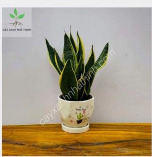 Cây lưỡi hổ