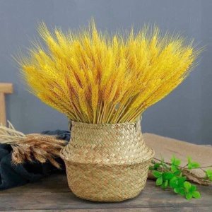 BÔNG LÚA MẠCH