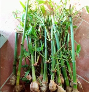 Măng tre