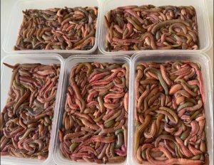 RƯƠI ( ĐẶC SẢN HẢI PHÒNG )