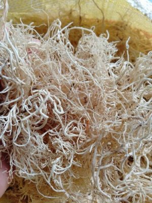 Rong chỉ vàng (500 gam)