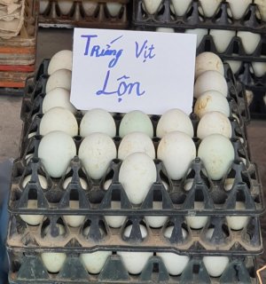 Trứng vịt lộn 10 quả