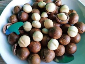 HẠT  MACCA