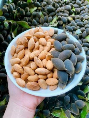 TRÁI SAY NHUNG  LÀO