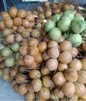 DỪA UỐNG NƯỚC ( 1 chục 12 trái, quả )