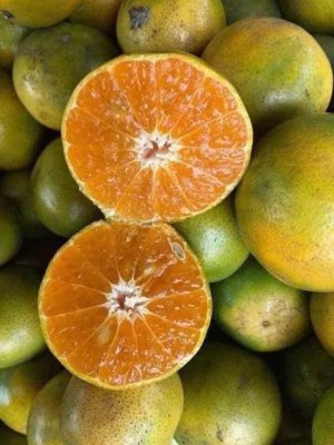 QUÍT ĐƯỜNG CHÍN CÂY