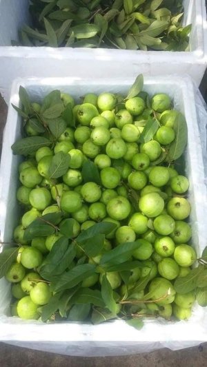 ỔI GĂNG HÀ NỘI