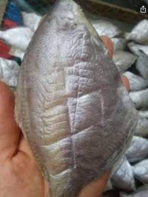 CÁ ĐỘI ĐÈN MỘT NẮNG