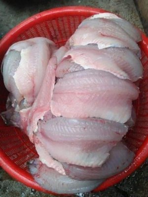 CÁ RÔ PHI SÔNG PHILE